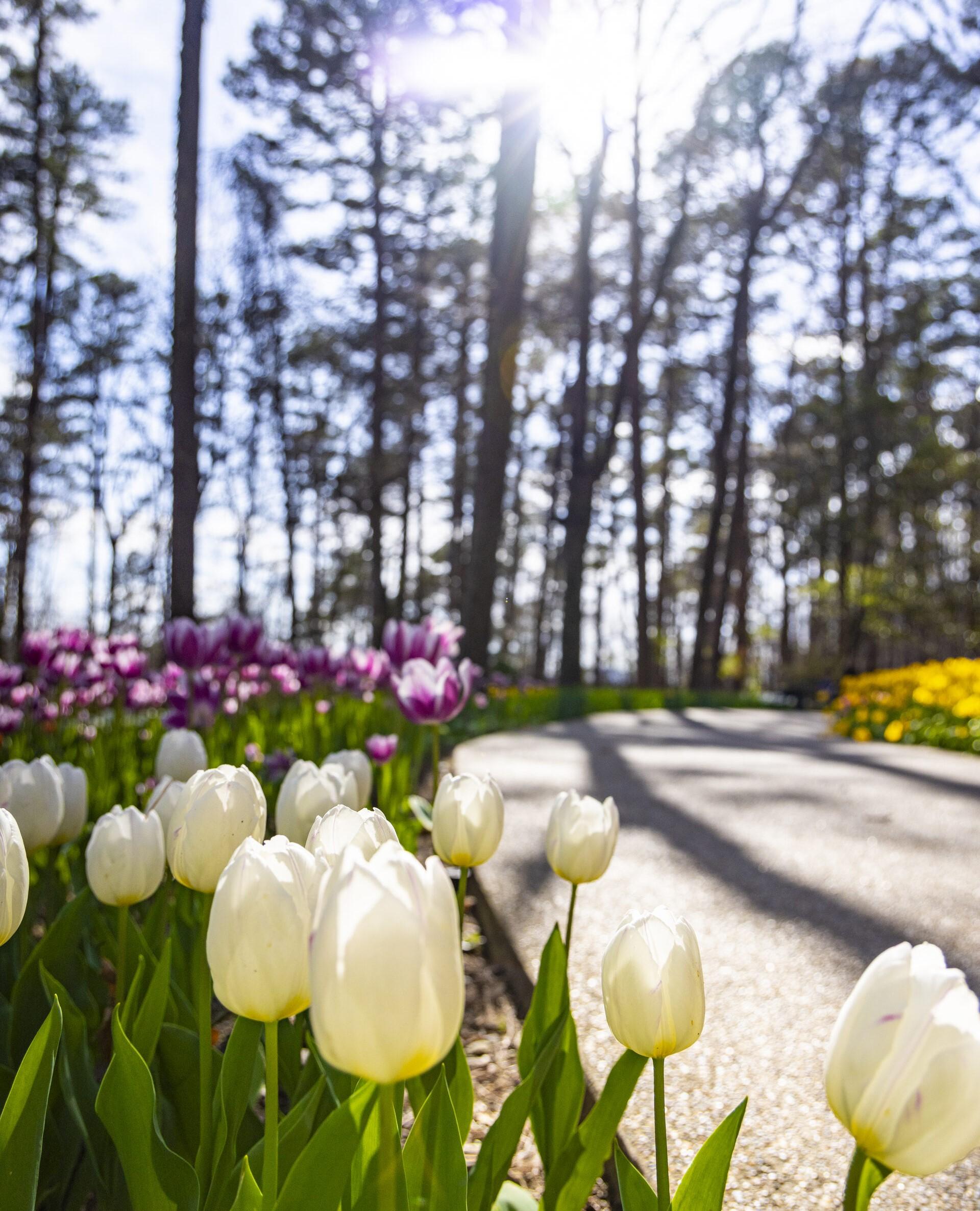 Garvan Woodland Gardens Tulip Extravaganza in Hot Springs